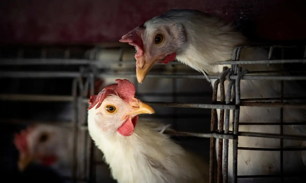 Decreto n° 10.693: Situação de emergência zoossanitária preventiva contra a gripe aviária